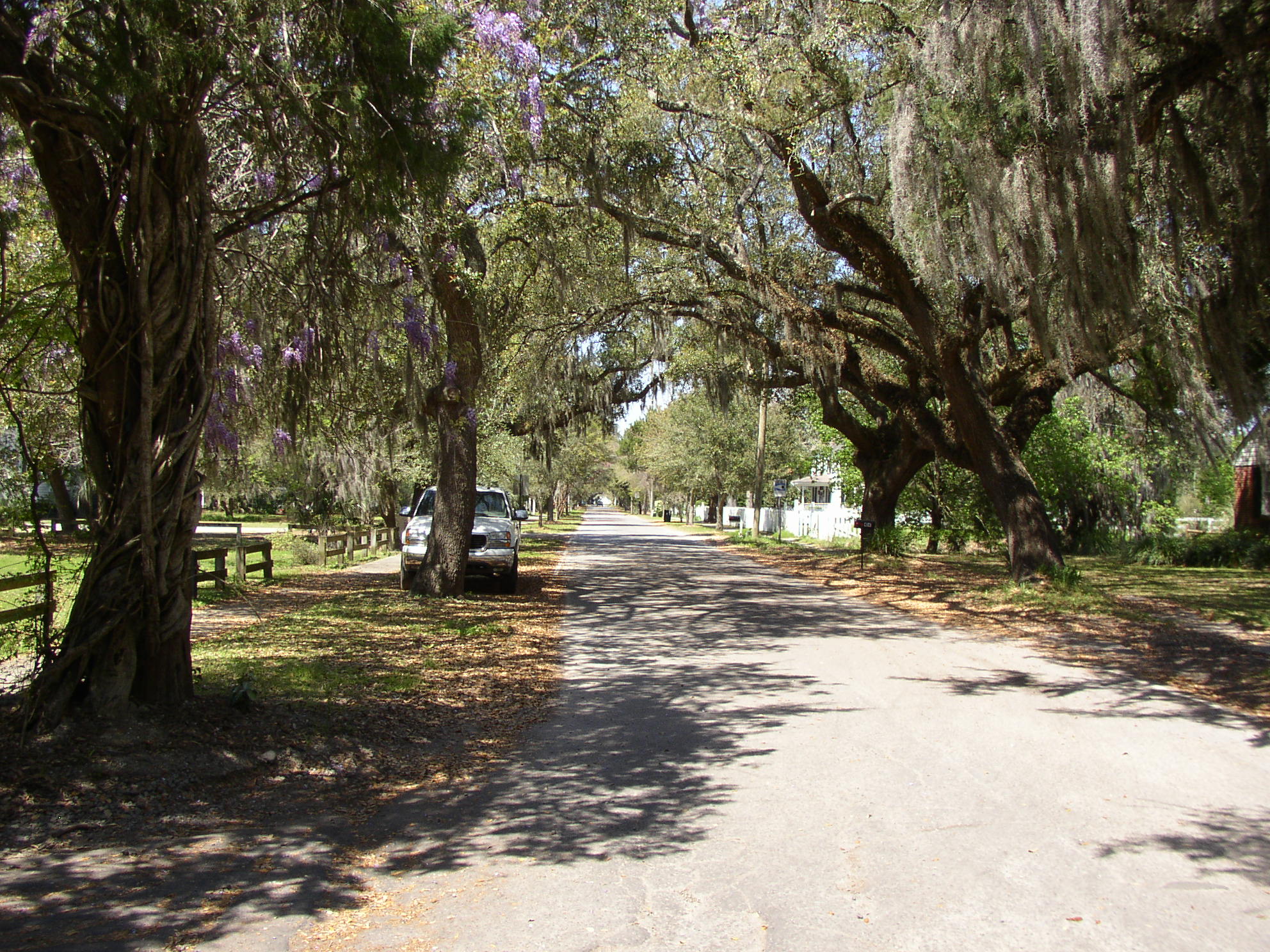 Live Oaks in McClellanville, South Carolina